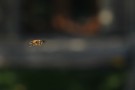 A Hoverfly Hovering
