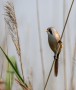 Bearded Tit