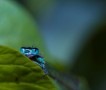 BlueTailed Damselfly