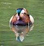 Mandarin Duck