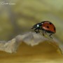 Ladybird