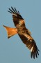 Red Kite