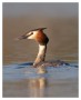 Great Crested Grebe