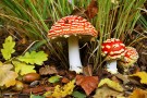 Fly Agarics