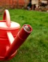 Frog in a Watering Can