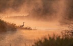 Great White Egret at Dawn
