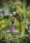 Hairy Dragonfly Predating Female Banded Demoiselle