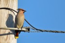 Waxwing