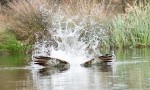 Osprey Fishing Trout