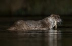 Otter with Fish