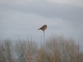 Solitary Stonechat