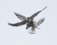 Peregrine with Prey