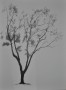 The Newly Formed Leaves Whisper Against the Warm Breeze