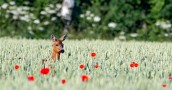 Roe Deer door step