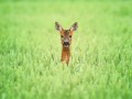 Roe Deer