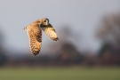 Short Eared Owl