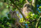 Tawny Owl