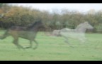 Galloping, 2012