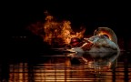 Swan on Fire