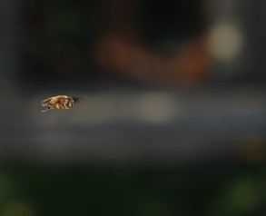 A Hoverfly Hovering