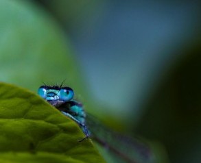 BlueTailed Damselfly