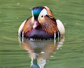 Mandarin Duck