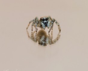 Spider