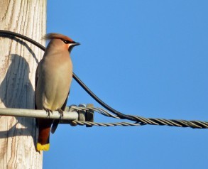 Waxwing