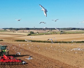 Bird’s Eye View