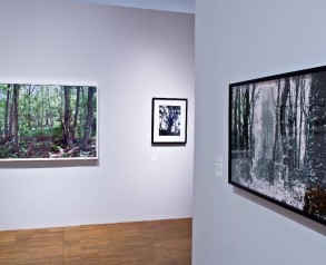 Charter of the Forest