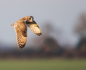 Short Eared Owl