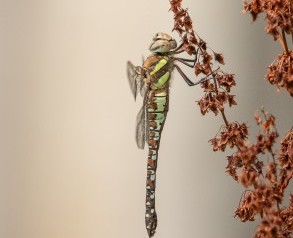 Female Southern Hawker Dragonfly