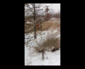 Hunted in the Snow, 2012