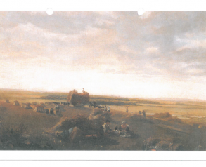 Lincolnshire Cornfield