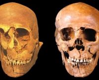 The Walcott Common skull before and during reconstruction